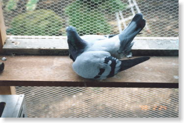 07 �J���V�E����ӈُ�ɂ��^����Q(1)